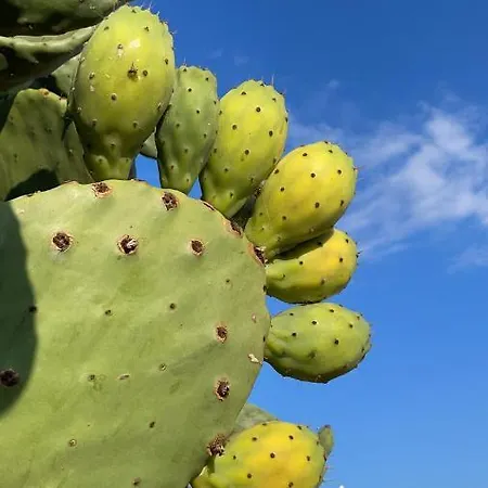 Bed & Breakfast Fellini