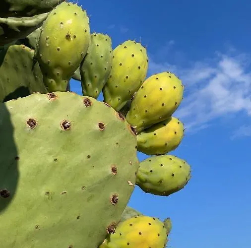 Bed & Breakfast Fellini