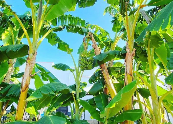 Bed & Breakfast Fellini 3*